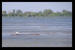 Mahmudia -Litcov-Potcoava-Gorgova-Isacel-Uzlina -06-06-2015 - Bogdan Balaban