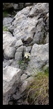 Bucegi - Valea Horoabelor -09-07-2023 - Bogdan Balaban