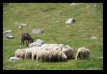 Bucegi -04-08-2013 - Bogdan Balaban