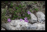Bucegi -06-05-2013 - Bogdan Balaban