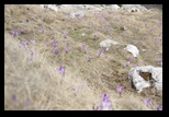 Bucegi -06-05-2013 - Bogdan Balaban