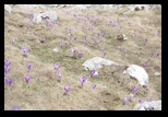 Bucegi -06-05-2013 - Bogdan Balaban