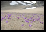 Bucegi -06-05-2013 - Bogdan Balaban