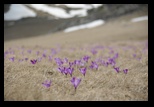 Bucegi -06-05-2013 - Bogdan Balaban
