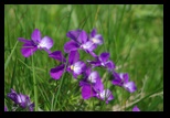 Bucegi -11-06-2010 - Bogdan Balaban