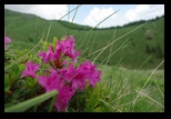 Bucegi -11-06-2010 - Bogdan Balaban