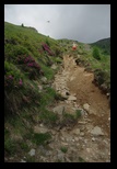 Bucegi -11-06-2010 - Bogdan Balaban