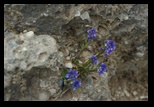Bucegi -11-06-2010 - Bogdan Balaban