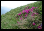 Bucegi -11-06-2010 - Bogdan Balaban