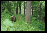 Bucegi -11-06-2010 - Bogdan Balaban