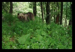 Bucegi -11-06-2010 - Bogdan Balaban