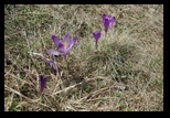 Bucegi -12-05-2012 - Bogdan Balaban