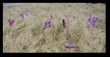 Bucegi -12-05-2012 - Bogdan Balaban