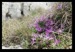 Bucegi -12-05-2012 - Bogdan Balaban