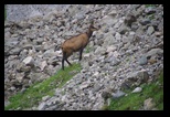 Bucegi -19-08-2018 - Bogdan Balaban