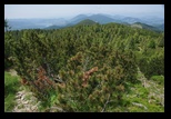 Calimani -05-07-2014 - Bogdan Balaban