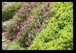 Calimani -05-07-2014 - Bogdan Balaban