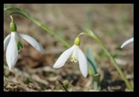 Ciucas -26-03-2011 - Bogdan Balaban