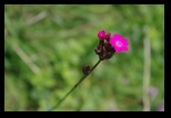 Codlea -02-06-2012 - Bogdan Balaban
