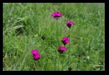 Codlea -02-06-2012 - Bogdan Balaban