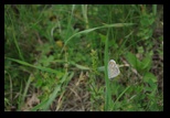 Codlea -02-06-2012 - Bogdan Balaban