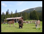 Fagaras -iunie-2009 - Bogdan Balaban
