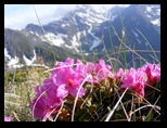 Fagaras -iunie-2009 - Bogdan Balaban