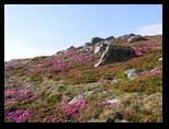 Fagaras -iunie-2009 - Bogdan Balaban