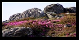 Fagaras -iunie-2009 - Bogdan Balaban