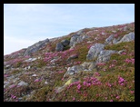 Fagaras -iunie-2009 - Bogdan Balaban