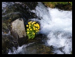 Fagaras -iunie-2009 - Bogdan Balaban