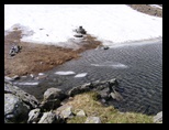 Fagaras -iunie-2009 - Bogdan Balaban