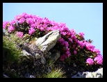 Fagaras -iunie-2009 - Bogdan Balaban