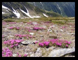 Fagaras -iunie-2009 - Bogdan Balaban