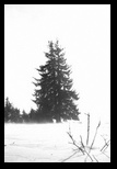 Hasmas -februarie-2014 - Bogdan Balaban