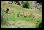 Macin -11-05-2013 - Bogdan Balaban