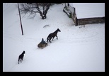 Magura - Pestera -27-01-2013 - Bogdan Balaban