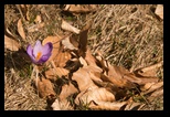 Meses -21-03-2015 - Bogdan Balaban