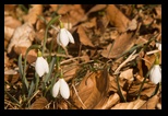 Meses -21-03-2015 - Bogdan Balaban