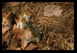 Meses -21-03-2015 - Bogdan Balaban