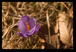 Meses -21-03-2015 - Bogdan Balaban