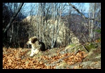 Metaliferi -28-11-2012 - Bogdan Balaban
