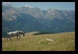 Oslea din Vilcan -21-08-2011 - Bogdan Balaban