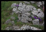 Piatra Mare -iulie-2010 - Bogdan Balaban