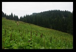 Piatra Mare -iulie-2010 - Bogdan Balaban