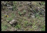 Piatra Rosie -26-05-2012 - Bogdan Balaban