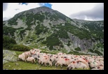 Retezat -08-07-2016 - Bogdan Balaban
