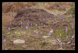 Siriu -10-05-2015 - Bogdan Balaban