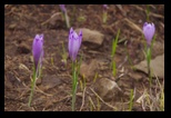 Siriu -10-05-2015 - Bogdan Balaban