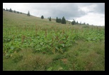 Siriu -23-07-2011 - Bogdan Balaban